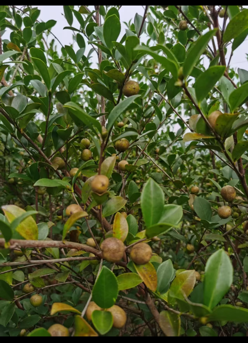 山茶油
