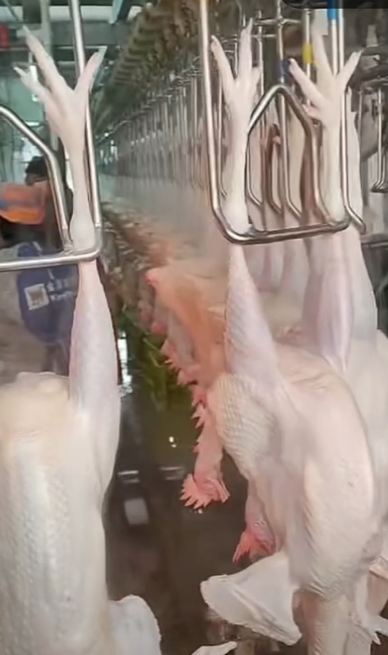 山东源头西装鸡