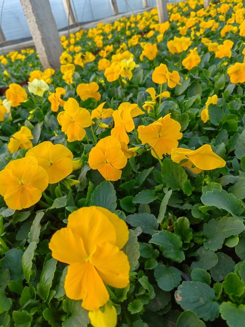 大杯三色堇
