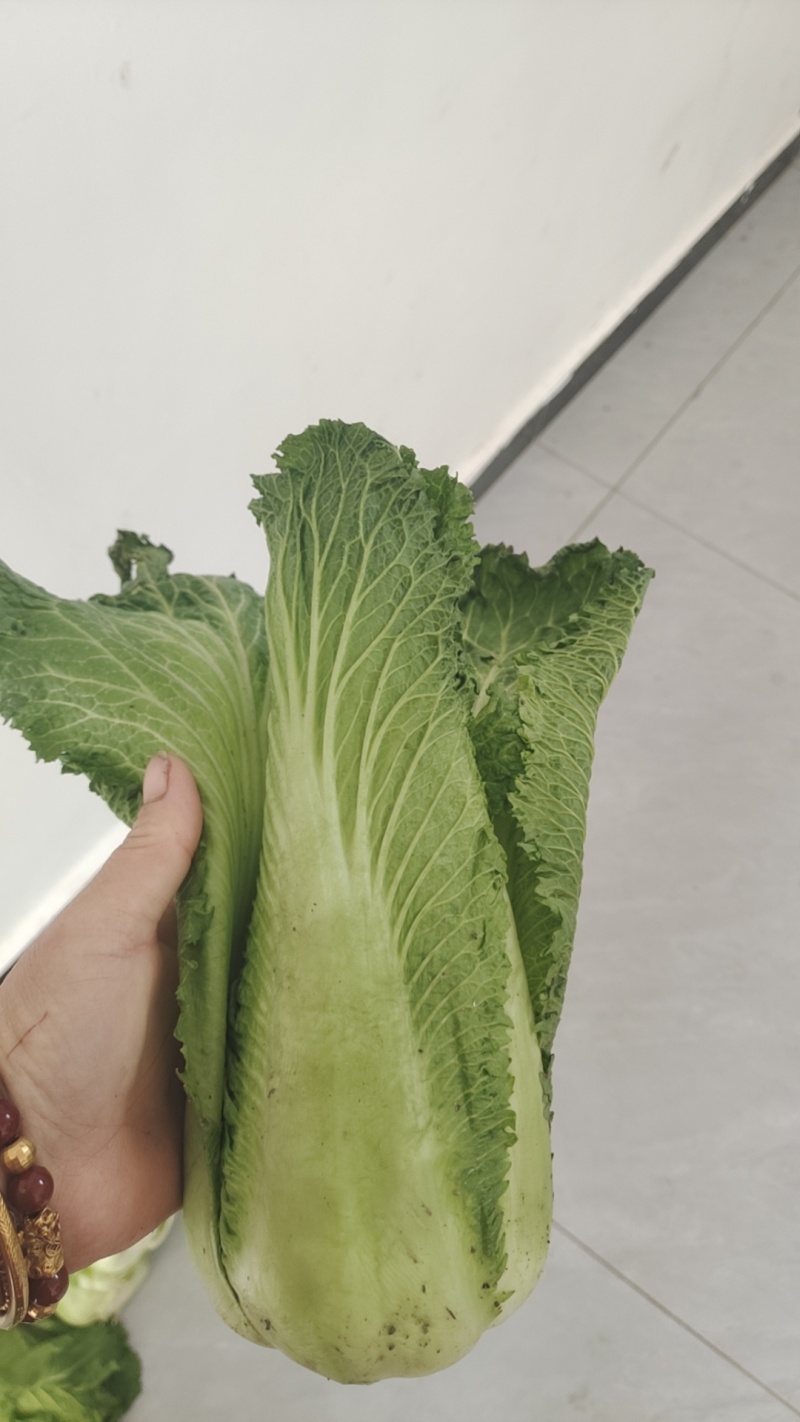 龙牙包尖
