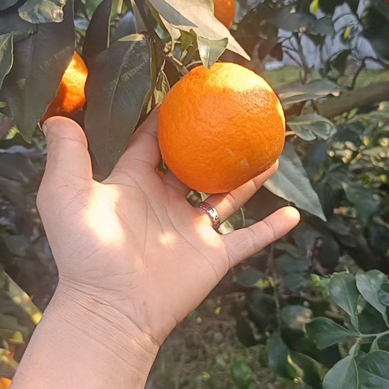 爱媛果冻橙