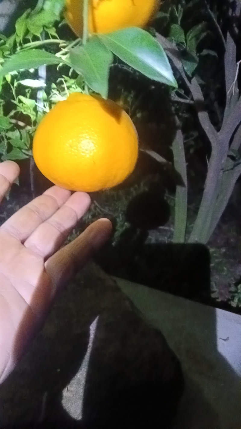 耙耙柑