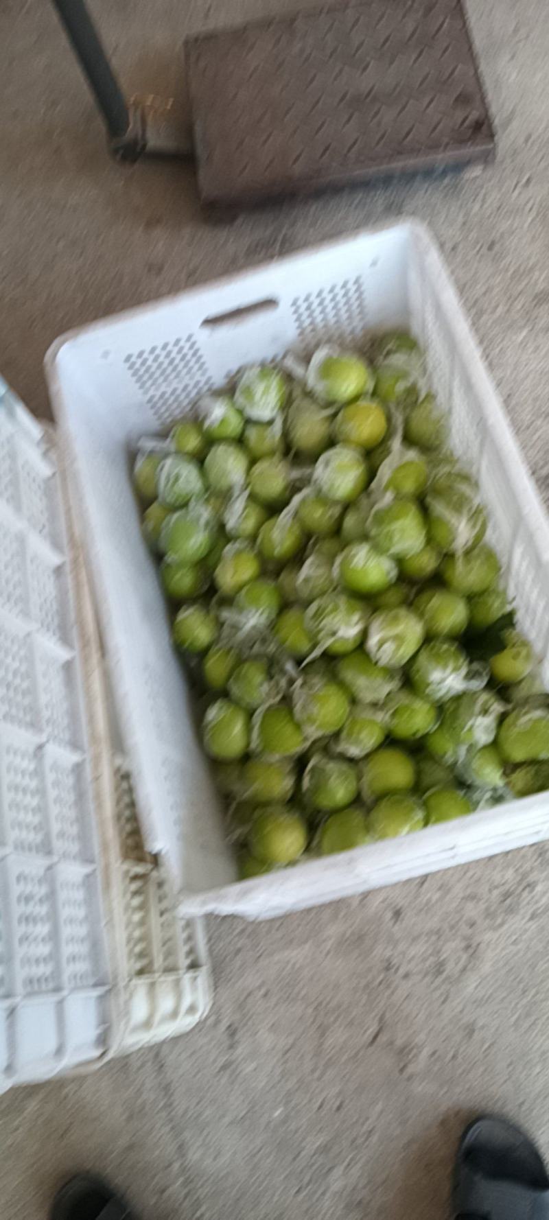 牛奶蜜枣上市了！