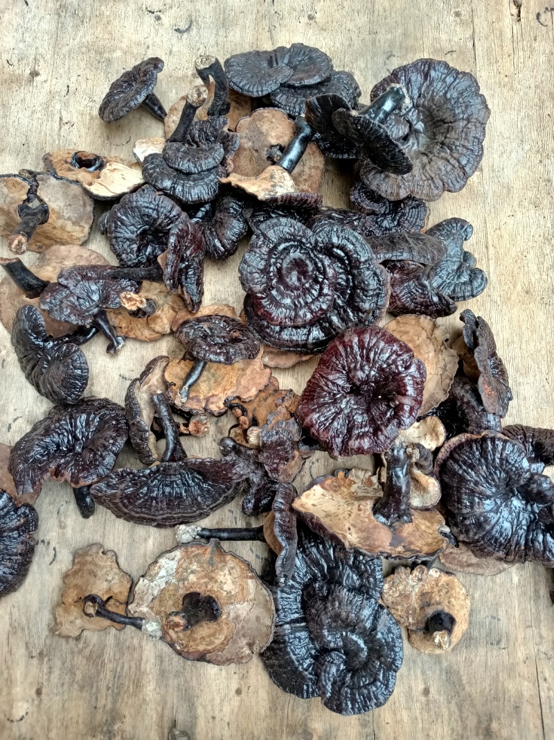 野生紫灵芝黑灵芝广西野生灵芝