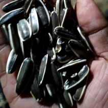 原味瓜子，五香瓜子，焦糖瓜子，脱皮打手瓜子，茉莉瓜子