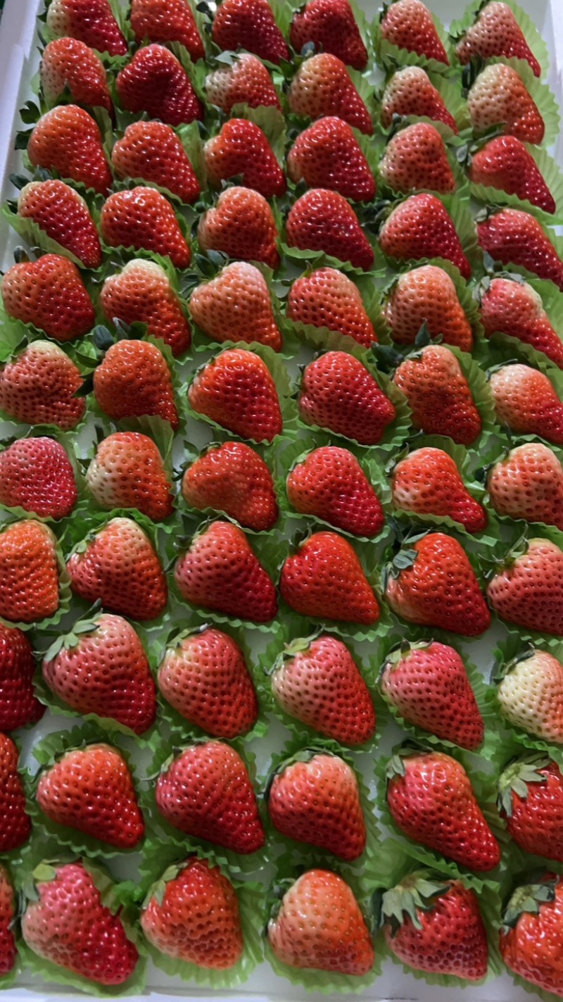 红颜🍓草莓