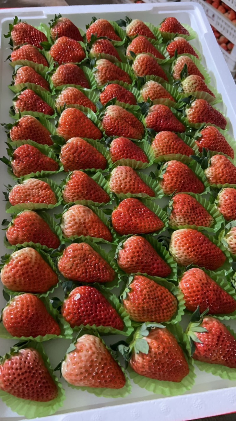 红颜🍓草莓