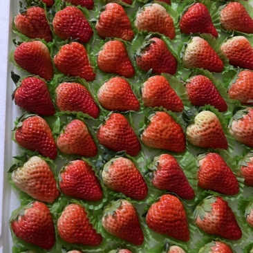 红颜🍓草莓