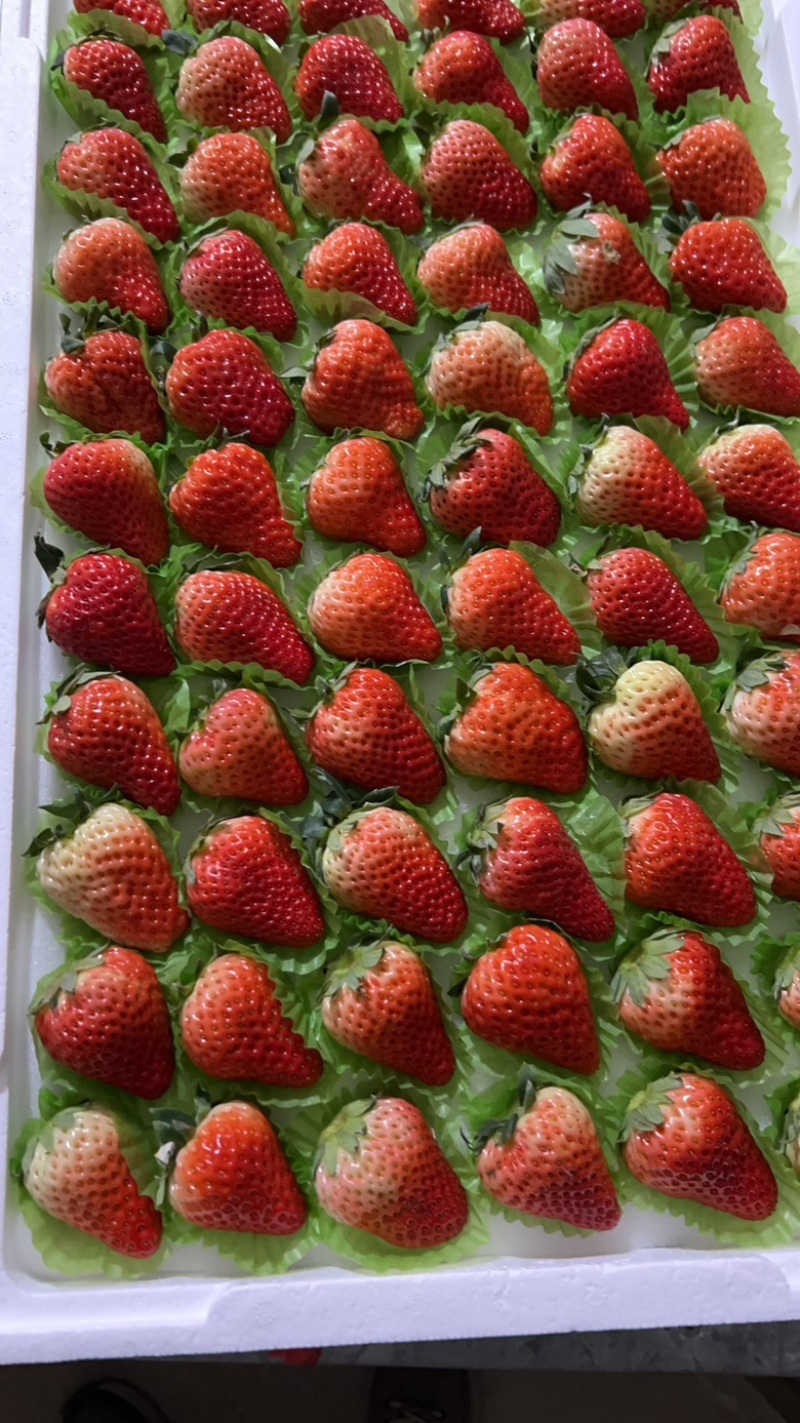 红颜🍓草莓