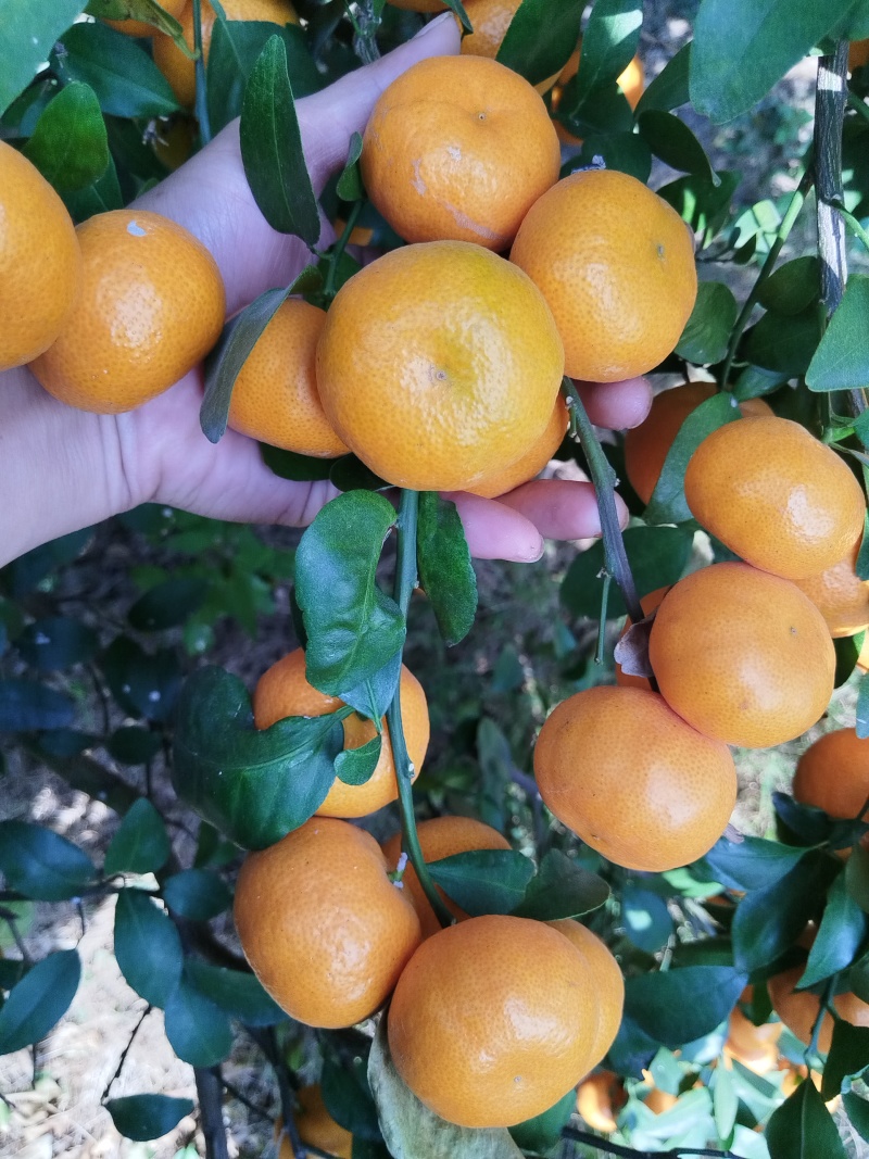 精品八月橘大量上市品质保证量大从优一手货源