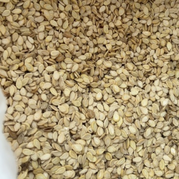 冬瓜子