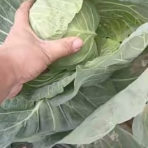 精品甘蓝
