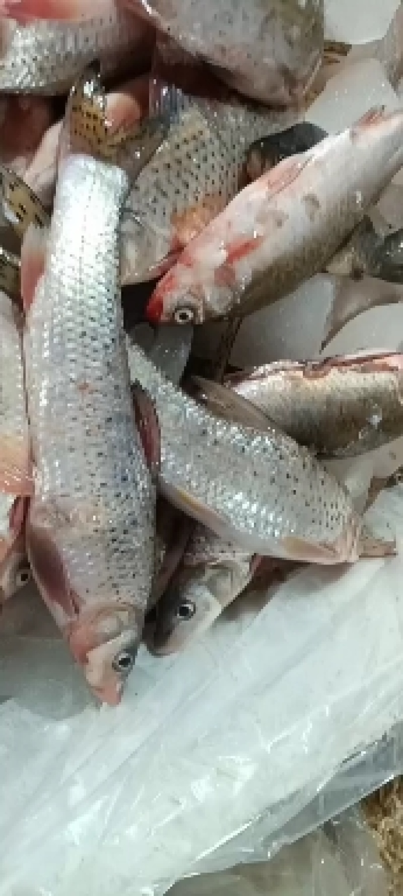 花骨鱼