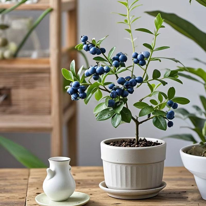 山东盆栽蓝莓带花带果，产地直发，量大从优，欢迎来电。