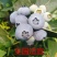 山东盆栽蓝莓带花带果，产地直发，量大从优，欢迎来电。