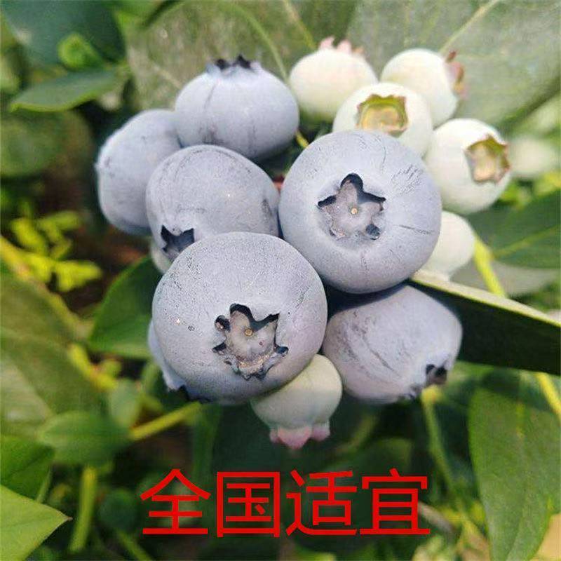 山东盆栽蓝莓带花带果，产地直发，量大从优，欢迎来电。