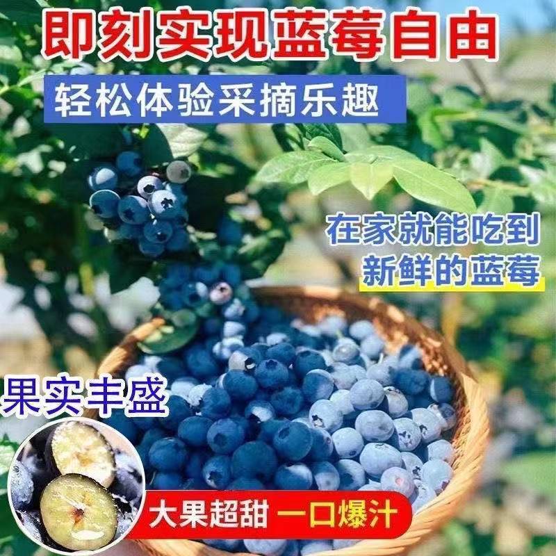 山东盆栽蓝莓带花带果，产地直发，量大从优，欢迎来电。