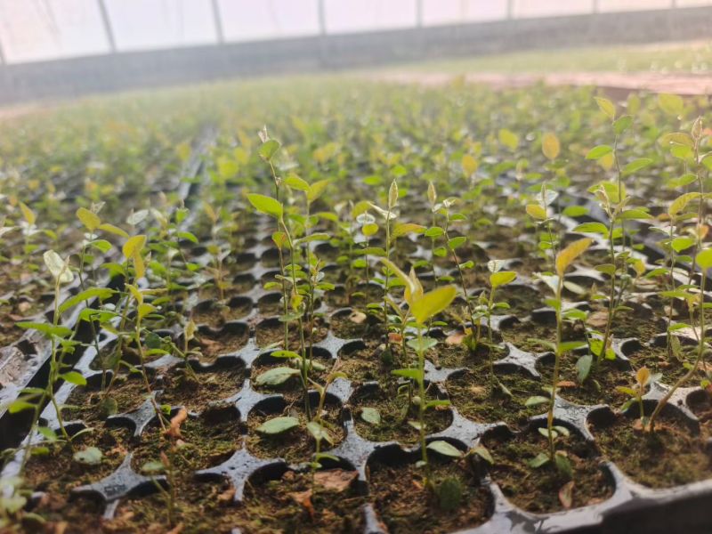山东穴盘蓝莓苗北高，南高品种，保纯度，产地直发量大从优。