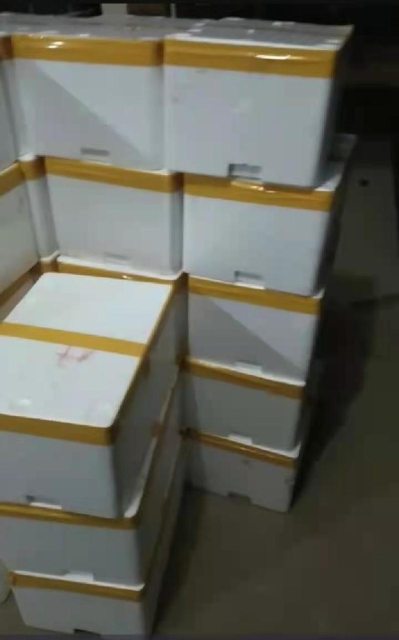江西特产黄泥冬笋新鲜冬笋切头笋野生黄泥嫩笋楠竹笋现挖现卖