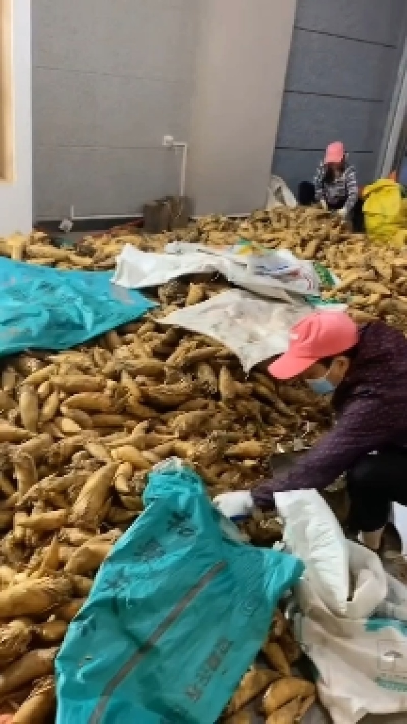 江西特产黄泥冬笋新鲜冬笋切头笋野生黄泥嫩笋楠竹笋现挖现卖