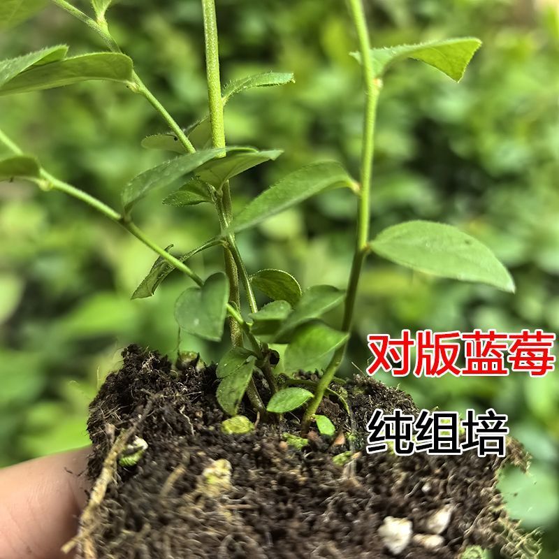 山东穴盘蓝莓苗北高，南高品种，保纯度，产地直发量大从优。