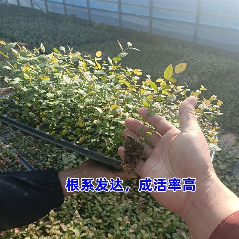 山东穴盘蓝莓苗北高，南高品种，保纯度，产地直发量大从优。