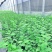 山东穴盘蓝莓苗北高，南高品种，保纯度，产地直发量大从优。