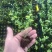 山东穴盘蓝莓苗北高，南高品种，保纯度，产地直发量大从优。