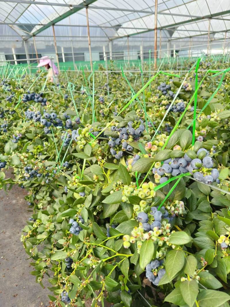 花香蓝莓