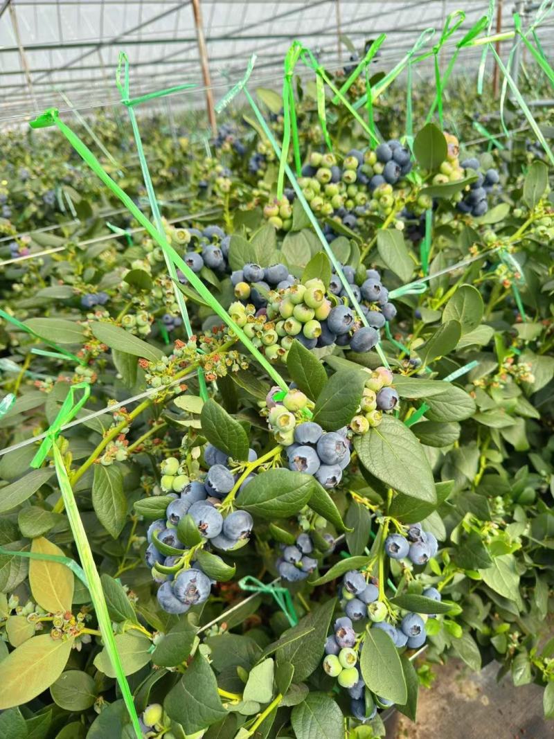 花香蓝莓