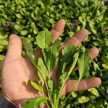 嫩荠菜