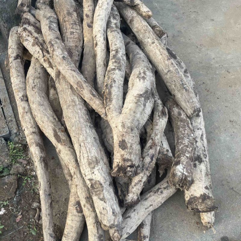 柴葛根