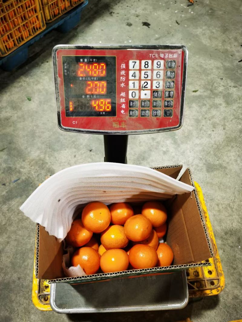 广西武鸣沃柑对接电商一件代发出口外贸等
