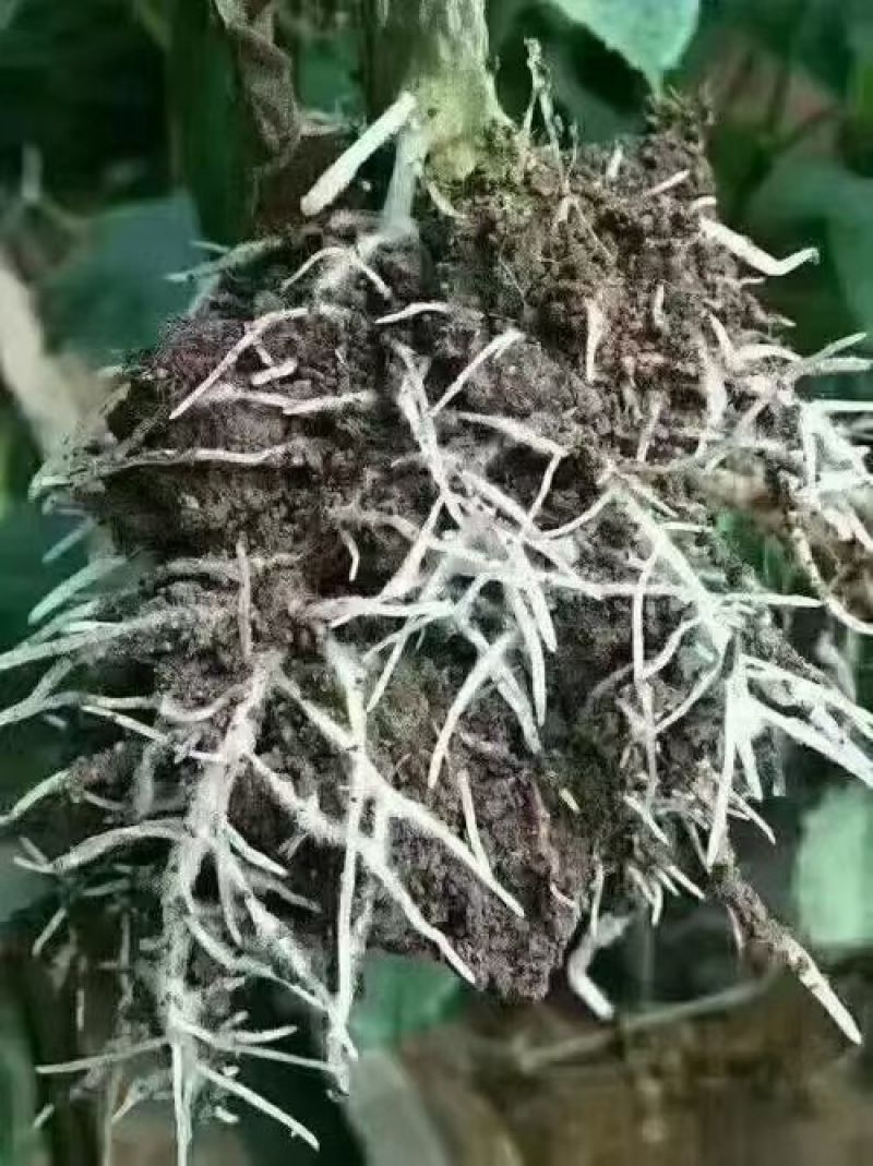 爆很桶肥