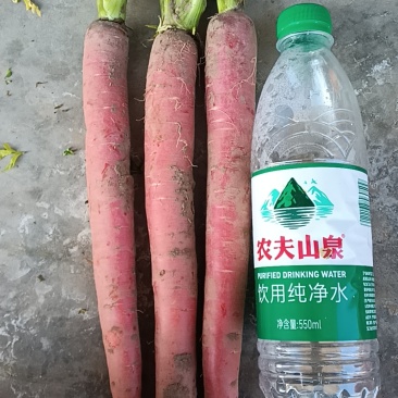四川简阳红萝卜本地红萝卜沙地