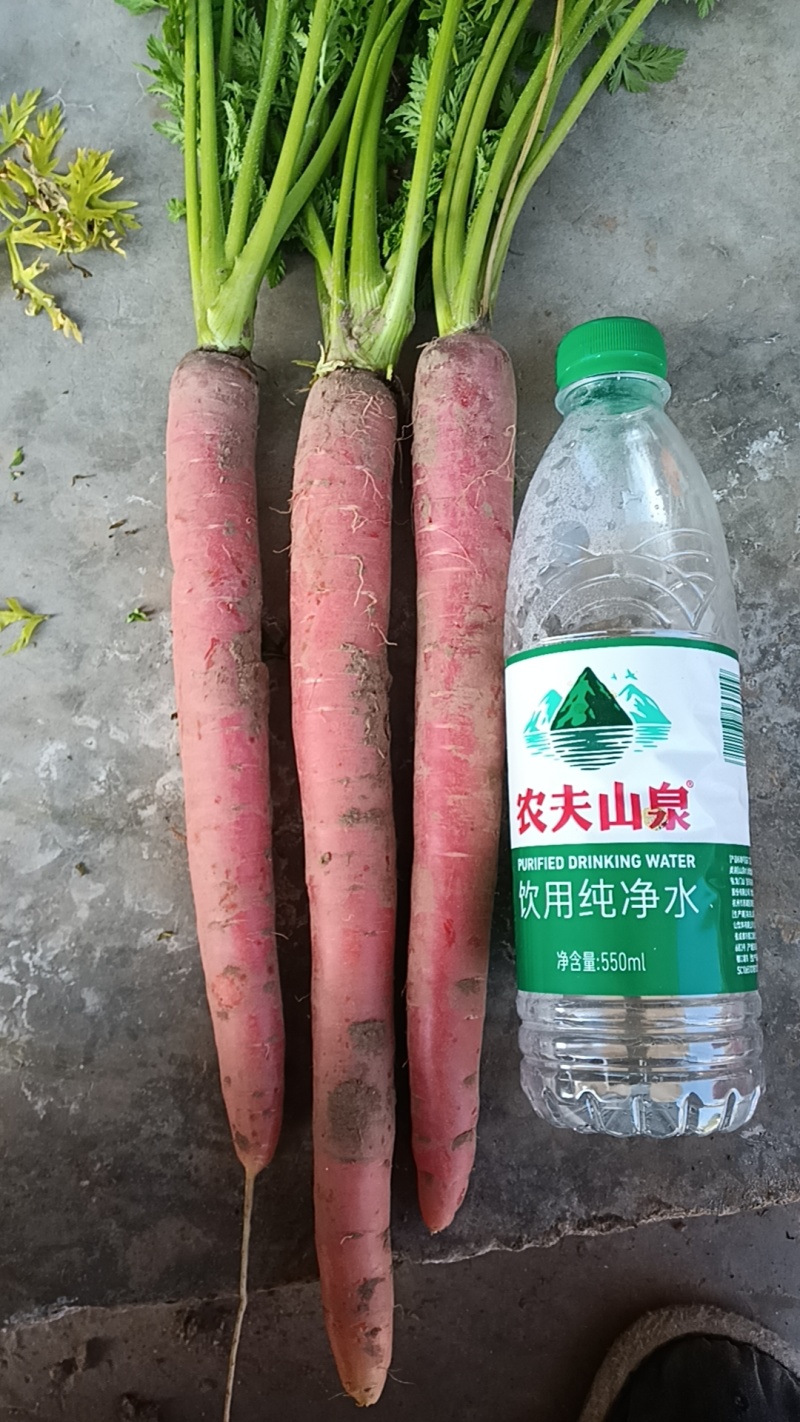 四川简阳红萝卜本地红萝卜沙地