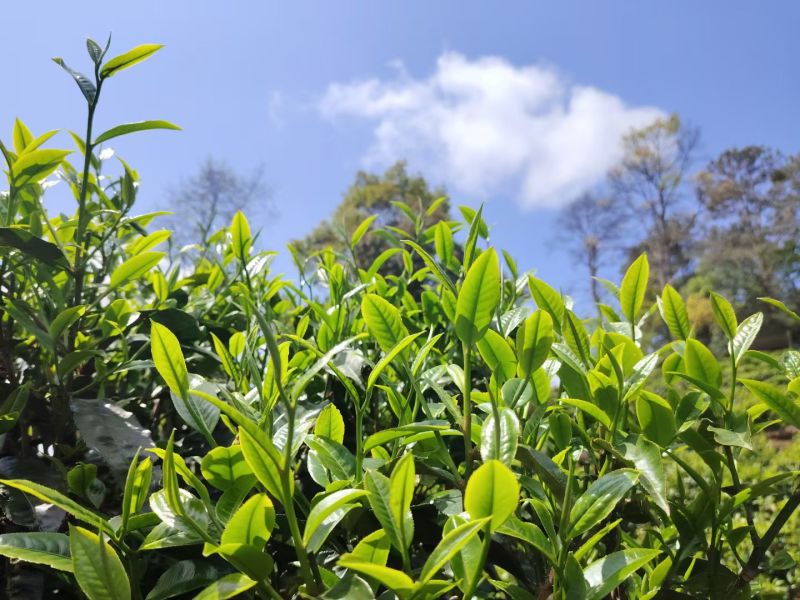 凤庆滇红古树茶