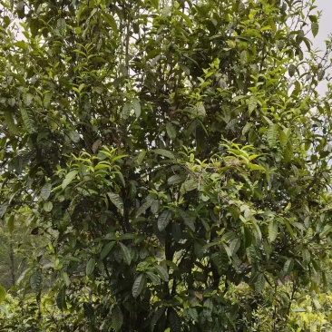 凤庆滇红古树茶