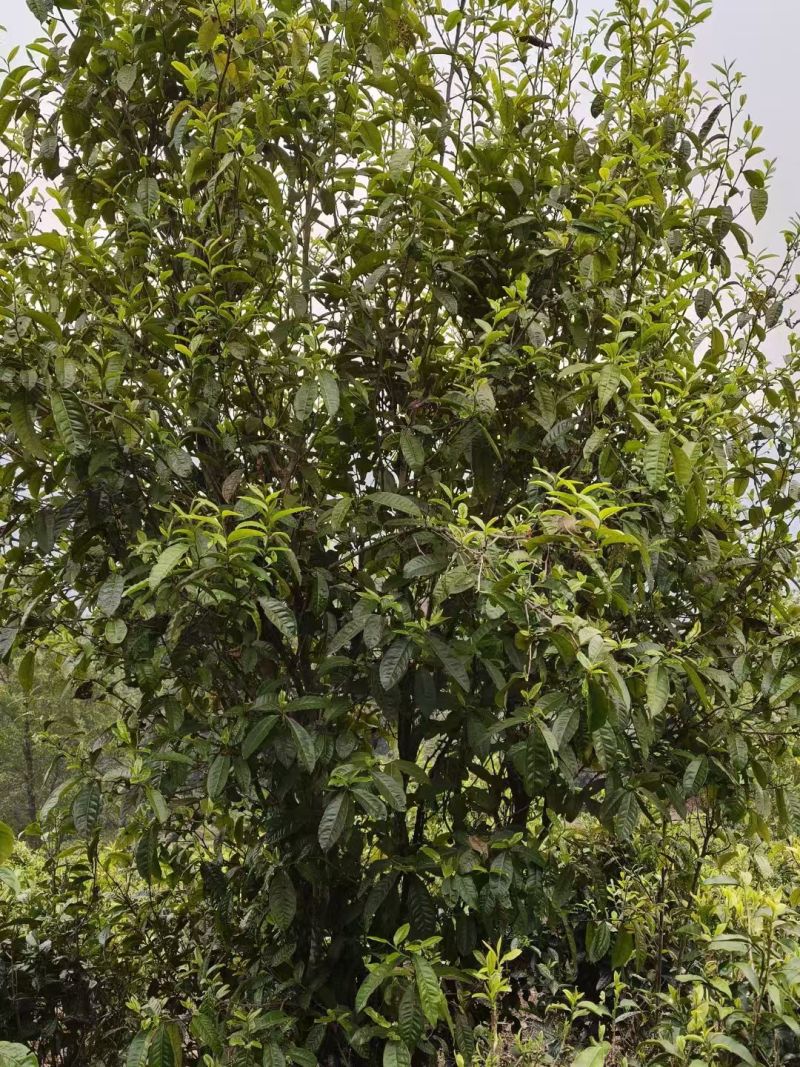 凤庆滇红古树茶