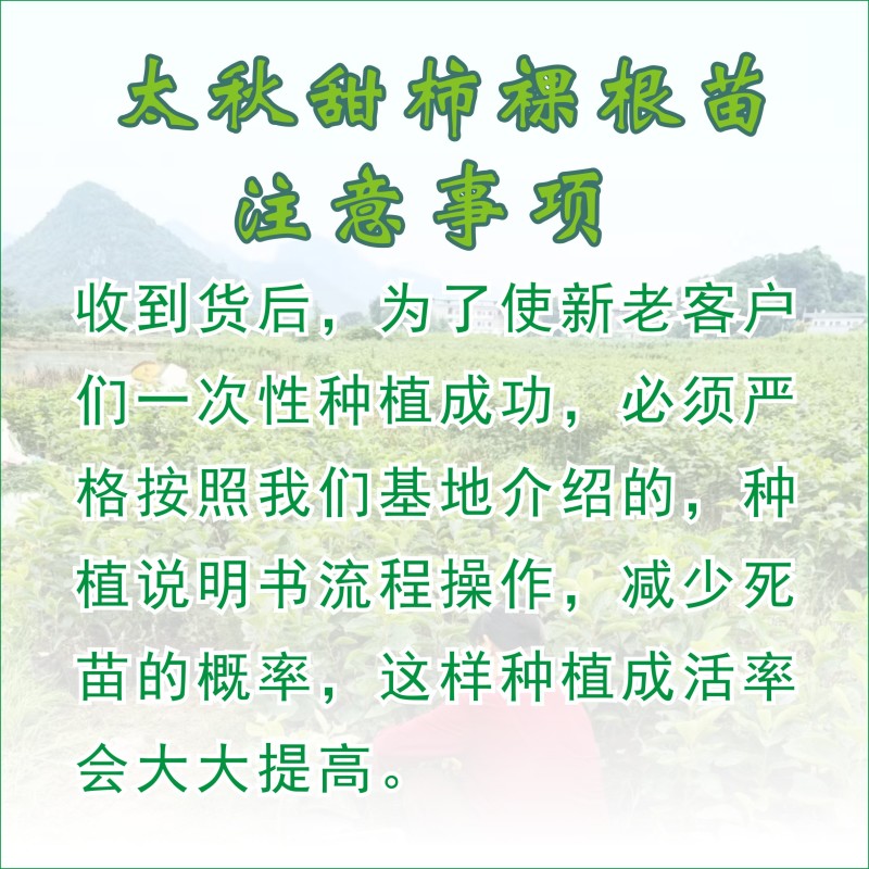 太秋甜柿裸根苗冰糖心脆甜不涩太秋脆甜柿正宗对版