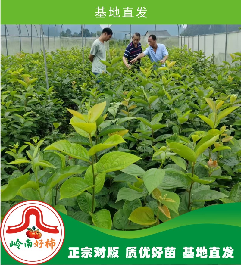 太秋甜柿裸根苗冰糖心脆甜不涩太秋脆甜柿正宗对版