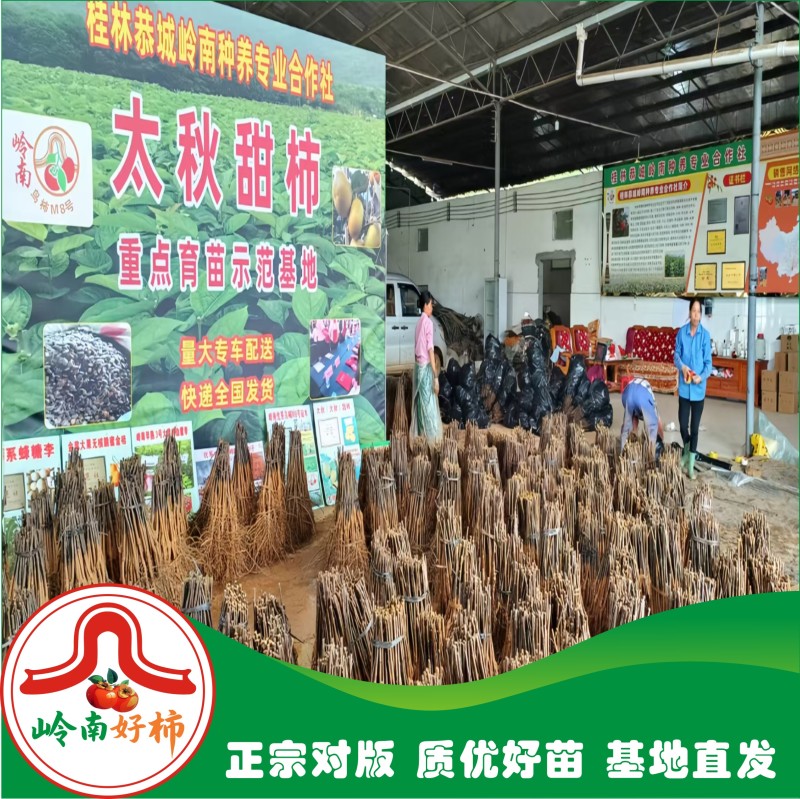 太秋甜柿裸根苗冰糖心脆甜不涩太秋脆甜柿正宗对版