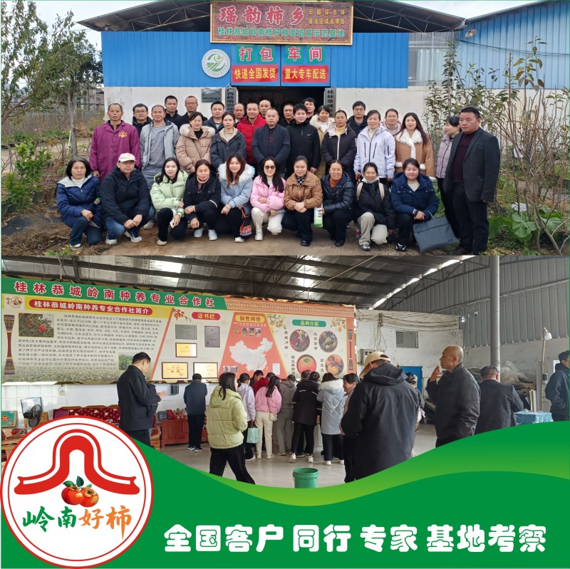 太秋甜柿裸根苗冰糖心脆甜不涩太秋脆甜柿正宗对版