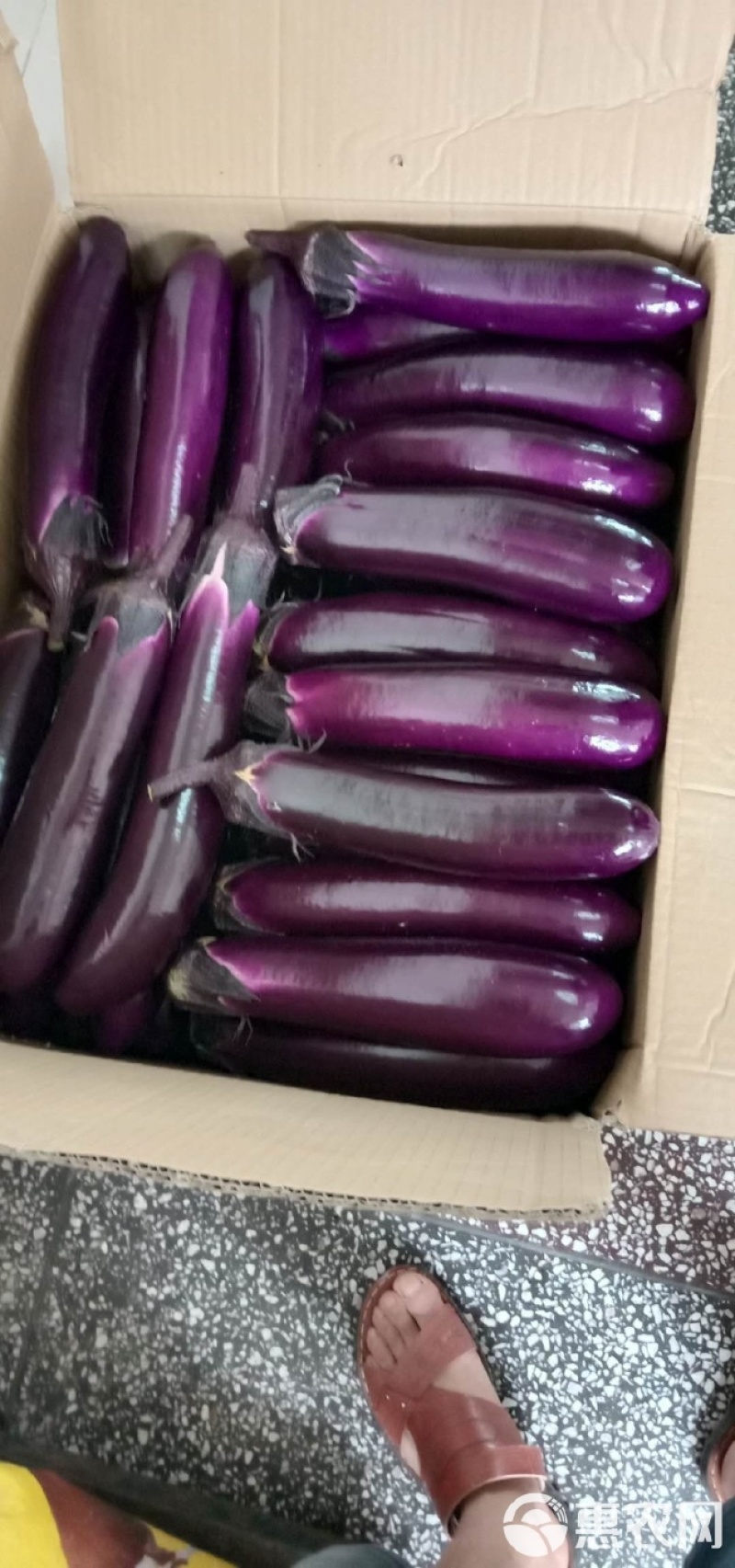 广东精品紫长茄品质保证，产地代收全国发货