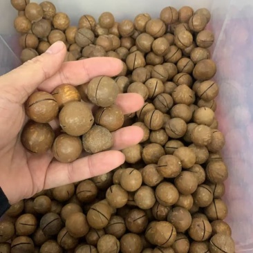 夏威夷果批发一件代发源头工厂