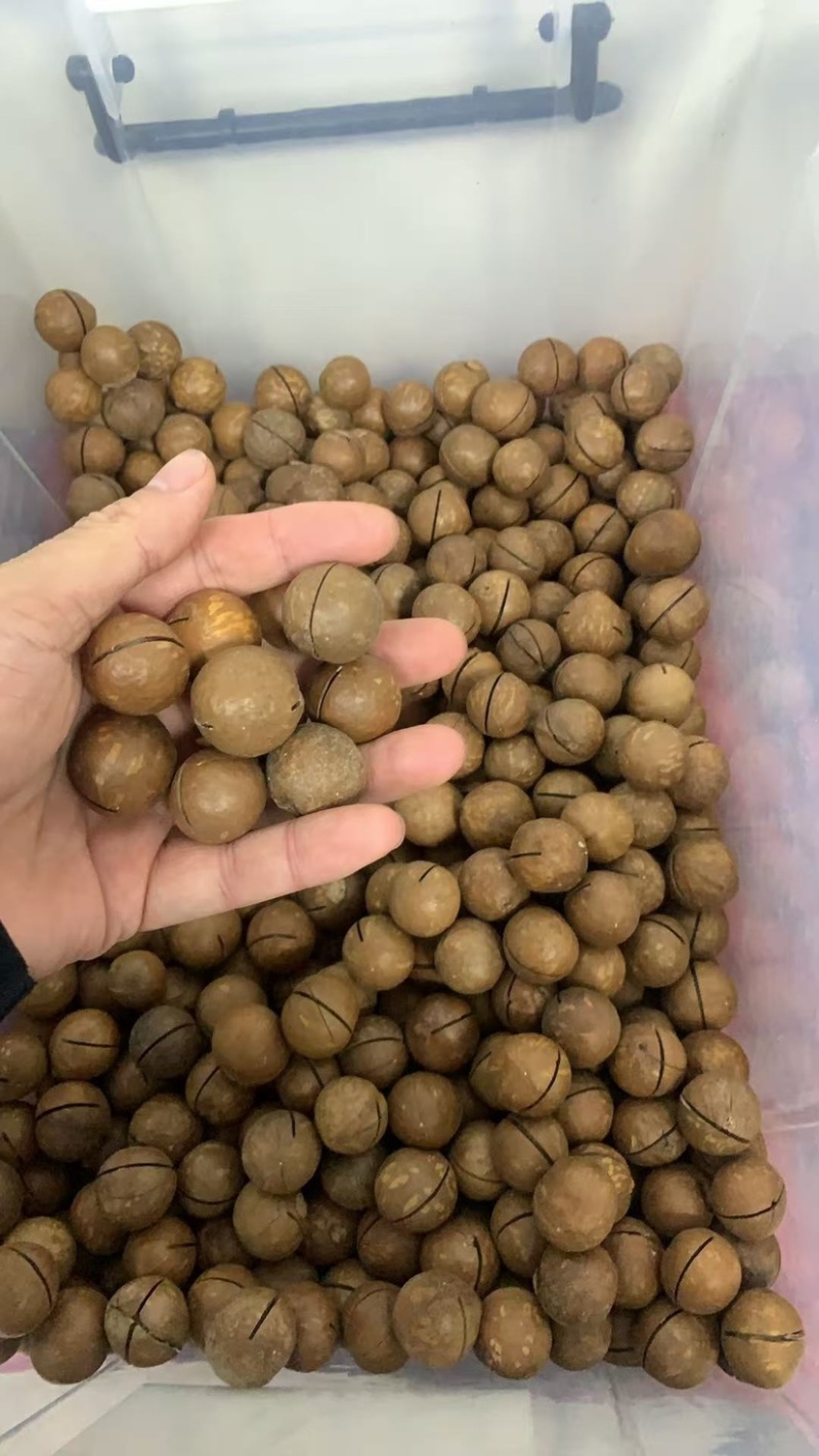 夏威夷果批发一件代发源头工厂