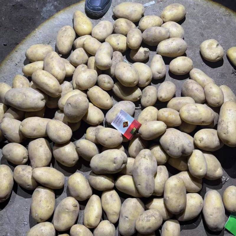 土豆，支持各种规格，各种包装。各大平台