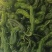 新鲜的皱皮辣椒特辣薄皮支持商超精品，电商货，全国发货批发