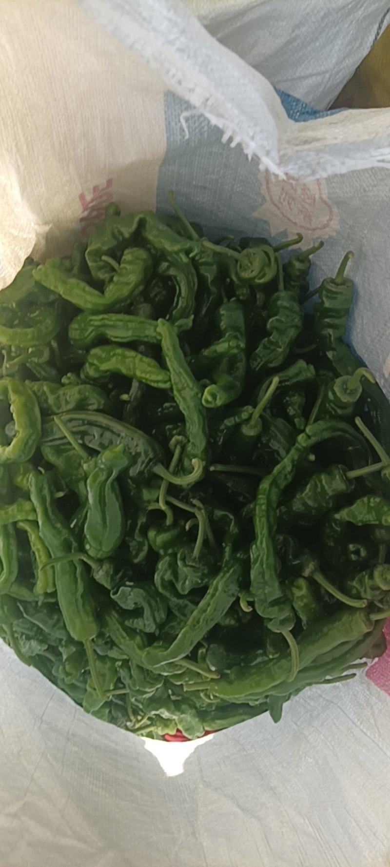 新鲜的皱皮辣椒特辣薄皮支持商超精品，电商货，全国发货批发