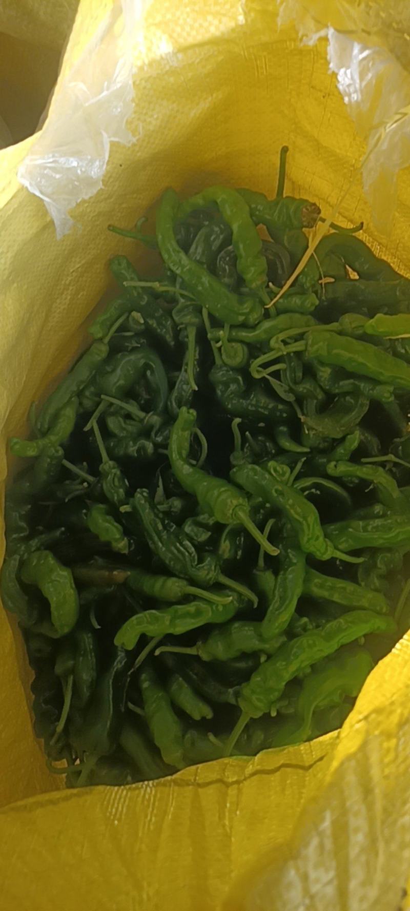新鲜的皱皮辣椒特辣薄皮支持商超精品，电商货，全国发货批发